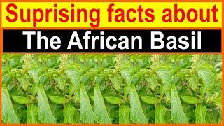 The African basil  or Clove basil. A plant for good health.