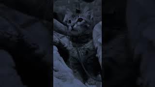 #catlovers, #catlife, #catstagram, #catsofinstagram, #cats, #catoftheday, #catlover, #cat, #cat