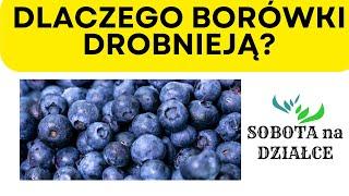 Dlaczego owoce borówki drobnieją?- co robić?🫐