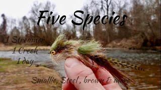 1 Streamer 5 Species | Great Lakes fly fishing.