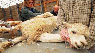 SURPRISED Alpaca Shearing Technique  - Alpaca Wool Processing in Factory - Harvesting Alpaca Fiber