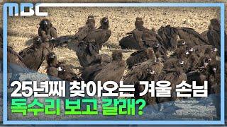 고성군 독수리 올해도 날아와 겨울나기(2022.12.11/뉴스데스크/MBC경남)