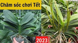 Bật Mí Bí Quyết Cách trồng Lan Hồ Điệp mới mua về | Hoa Lan chơi tết 2023