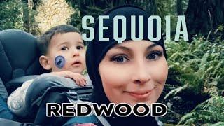 CALIFORNIA -Redwood & Sequoia National Park - DanielleDeeOmHaitham - HD 720p