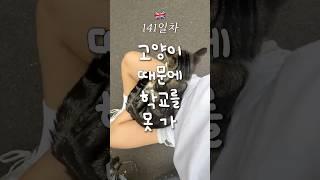 등굣길에 길고양이를 만나면 생기는 일  영국 어학연수