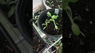 My happy place  ️  #greenhouse #gardening #peanutspeppers