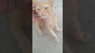 My Cute Cat 