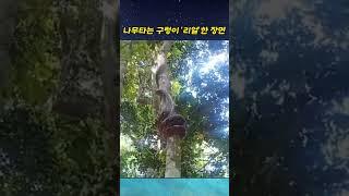 '구렁이'가 '리얼'하게 나무 오르는 방법.