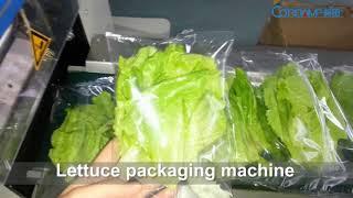 lettuce packaging machine,lettuce packaging equipment