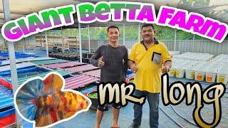 farm ikan cupang giant bro along / Giant Betta Farm mr. along