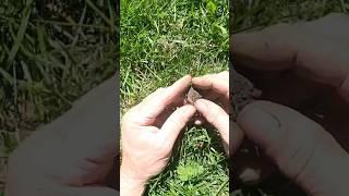 I Love Finding These Metal Detecting #creator #shortsfeed #kansas #metaldetecting
