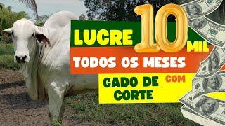 Como LUCRAR 10 mil por mês na PECUÁRIA com GADO de CORTE #pecuária