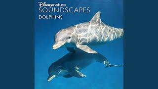 Going Underwater, Underwater Ambience, Dolphin Squeaks and Clicks