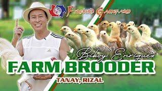 FARM VISIT: BROODER - of Mr. Biboy Enriquez FIREBIRD GF