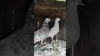 Kubbtar bazi wala #pigeon #short video