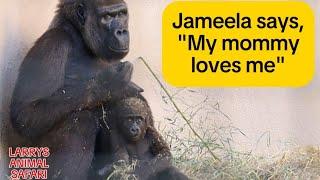 Baby Gorilla - Jameela #34 and Freddy