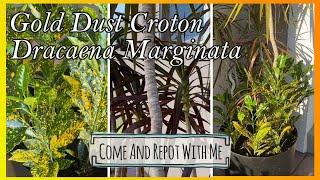 Gold Dust Croton and Dracaena Marginata | Come and Repot With Me