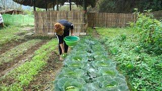 Harvest the remaining cabbage and vegetables to eat. Plant more cucumbers - Peaceful life