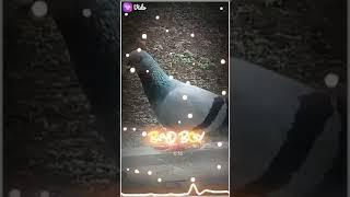 Vs Greater saloni video Fancy Pigeon Loft | World Unique Amazing Pigeons Video | Fancy Pigeon Breeds