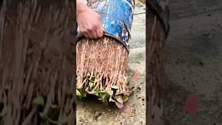 The wonderful process of growing vegetables in tubs