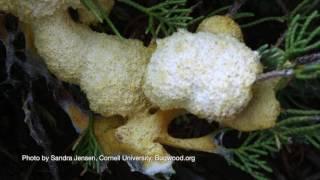 Identifying Slime Mold