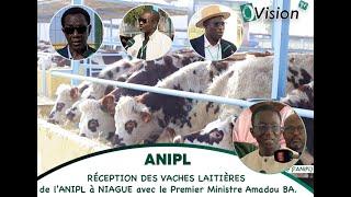 Ô'Découverte: RÉCEPTION DES VACHES LAITIÈRES de l'ANIPL à NIAGUE avec le Premier Ministre Amadou BA.