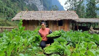 How to harvest vegetable garden, gardening, garden harvest - Ep.112 |  ly thi ca