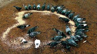 Кормление птиц в Санкт-Петербурге. Feeding birds in Saint-Petersburg