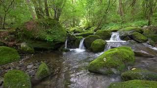 Beautiful Birdsong in the Forest, Relaxing Stream Sounds, ASMR