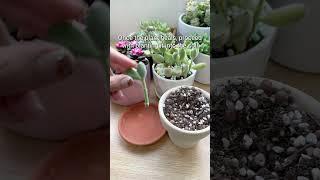 Propagate Bear's Paw Plant   #succulentsbox #succulent #propagation #cotyledon #shorts