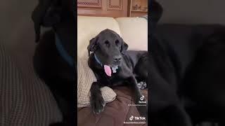 montiethesurvivor - let me know in the comments ️ #dogsoftiktok #labsoftiktok #ZFlipClackdown