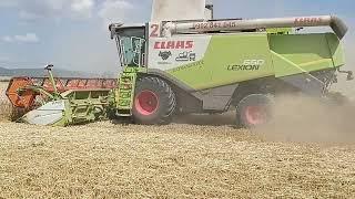 Žatva 2024 Pšenica 2x CLAAS LEXION 8900 TT + 2x CLAAS LEXION 660 + CLAAS LEXION 760 15.časť