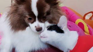 강아지랑 같이 놀고싶은 작은 고양이 달이 (강아지와 고양이 같이 키우기) |  A little cat want to play with dog (dog and cat friends)