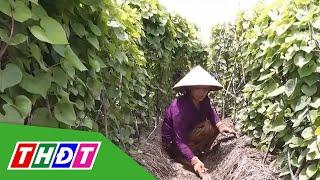 Nông dân Cà Mau thu nhập khá từ trồng khoai từ | THDT