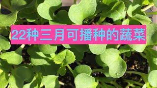 22 种三月可播种的蔬菜 （种植6区）