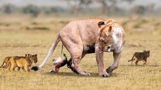 How Mother Lion Giving Birth To Cute Cubs At Zoo