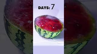 Watermelon Decomposing.. Damn, That Melon Was So Juicy | TheViralz