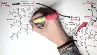 Neurology - Neuron