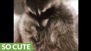 Amazingly adorable raccoon cafe in South Korea