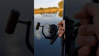 #pecanje #ribolov #fishing #carpfishing #fish #viralvideo #fishinglife #dunav #srbija #mrbeast