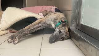 Meet some of the current Lurchers in our care!