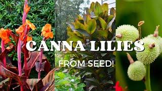 Grow Canna Lilies From Seed! | FEBRUARY SEED STARTING