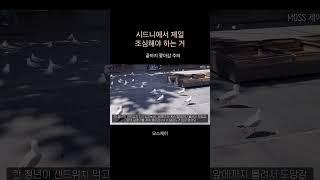 시드니에서 제일 조심해야할거 / 끝까지 쫓아감 주의 #시드니여행