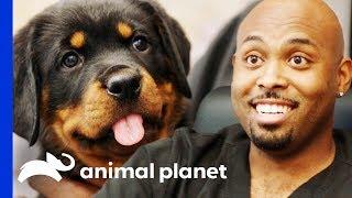 Dr Ross Just Has To Take Home An Adorable Rottweiler Pup! | The Vet Life