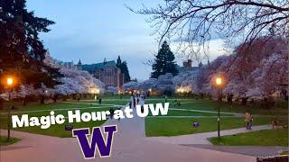 UW Campus at Twilight: Cherry Blossoms and Red Square