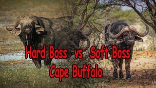 Hard Boss vs Soft Boss Cape buffalo