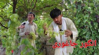 Jaghori grapes | Taak | هفت نوع انگور در تاک جاغوری