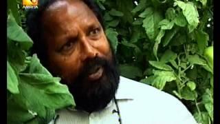 The story of organic farming guru, Mr.C.P Vijayan Pillai in Middle East  Panorama