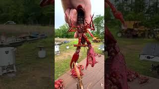 RED SWAMP VS WHITE RIVER CRAWFISH | Louisiana Crawfish Company