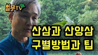 산삼과 산양삼을 구별하는 방법과 팁